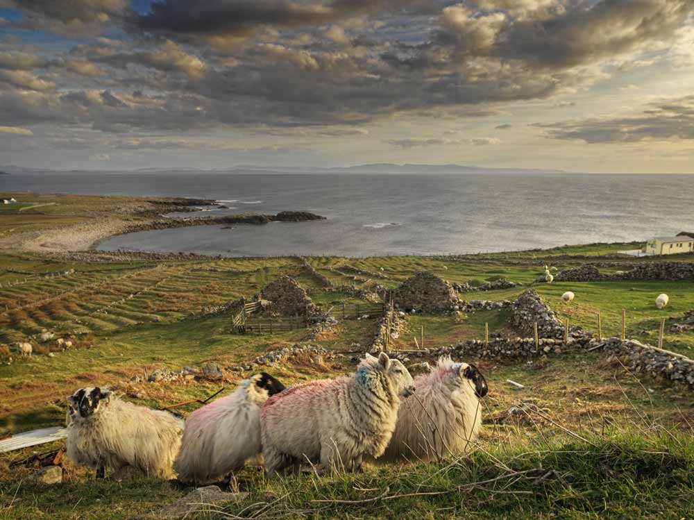 Scenic shot with sheep