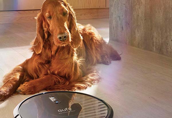 A golden Irish Setter relaxing on a hardwood floor beside an Eufy RoboVac robot vacuum cleaner, highlighting the vacuum's pet-friendly cleaning capabilities.
