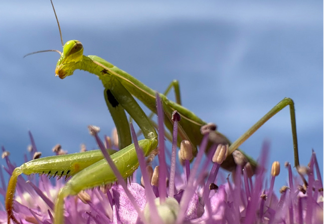  A praying mantis, vibrant green, perches on a purple flower with delicate petals, set against a clear blue sky.